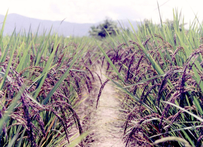 Khám phá 3 giống lúa thảo dược phổ biến hiện nay 3