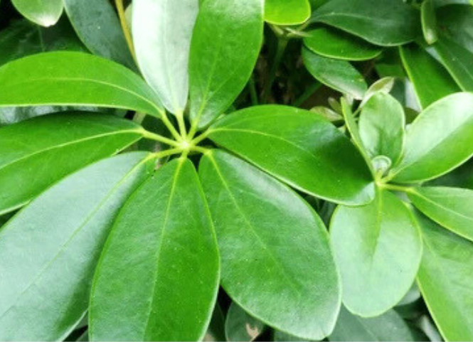 Khám phá món lá lằng độc đáo của vùng đất Nghệ An 2