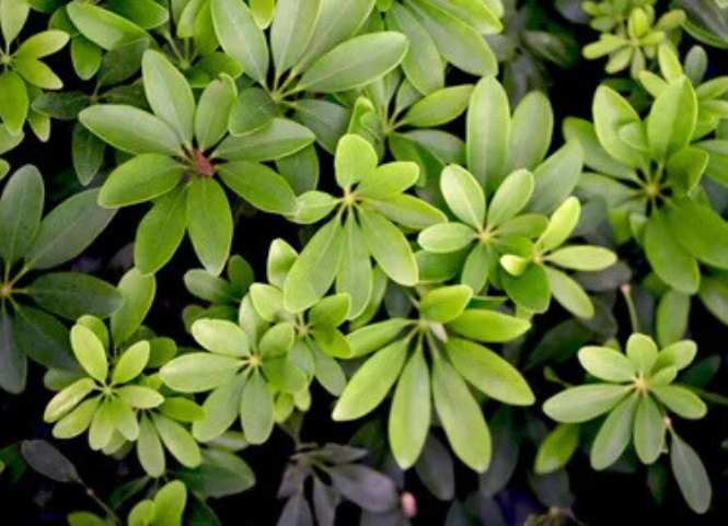 Khám phá món lá lằng độc đáo của vùng đất Nghệ An 3