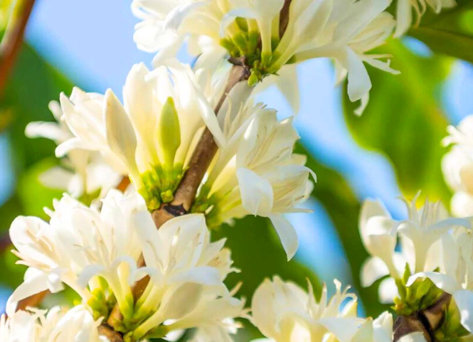 Khám phá mùa hoa cà phê Tây Nguyên 2