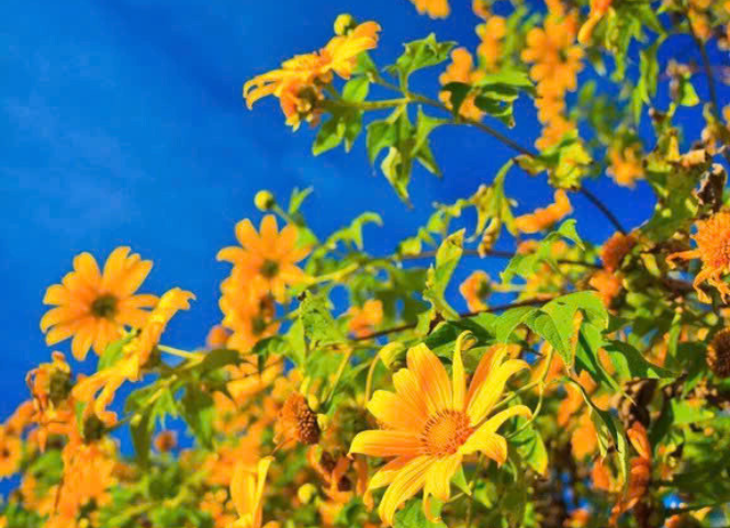 Khám phá mùa hoa dã quỳ vàng óng trên núi rừng Tây Bắc 2