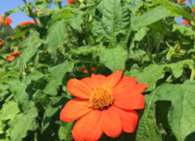 Khám phá mùa hoa dã quỳ vàng óng trên núi rừng Tây Bắc 3