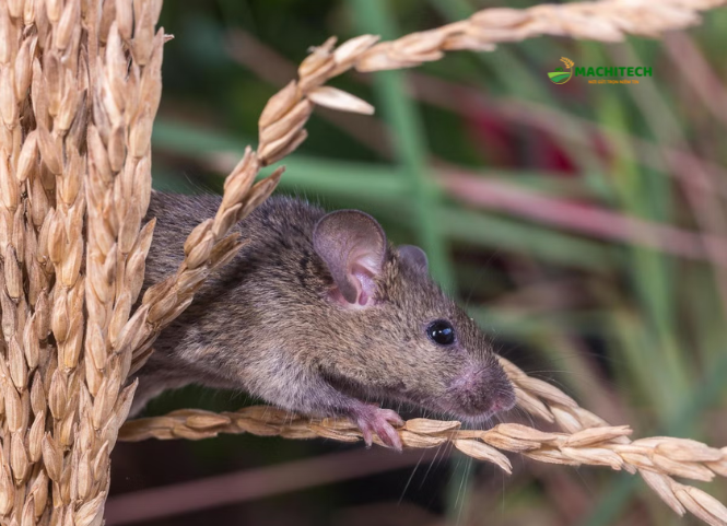 Làm gì khi ruộng lúa bị chuột phá hoại? 2