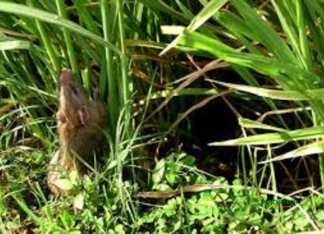 Làm gì khi ruộng lúa bị chuột phá hoại? 3