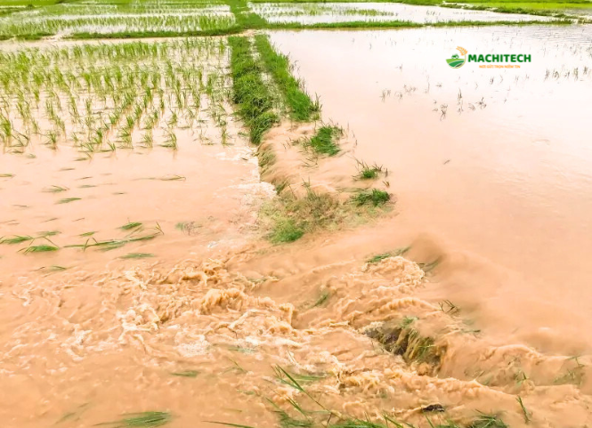 Lúa bị ngập úng lâu ngày có cần bỏ đi trồng lúa mới không? 2