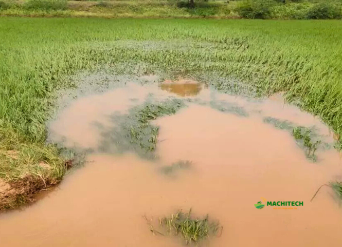 Lúa bị ngập úng lâu ngày có cần bỏ đi trồng lúa mới không? 3