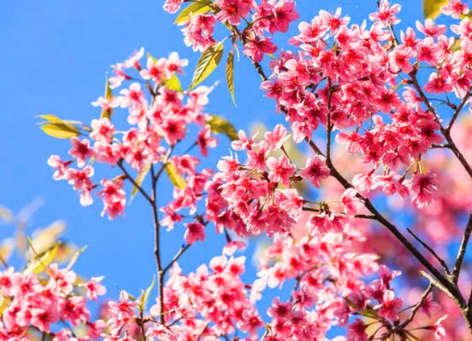 Mê mẩn trước vẻ đẹp rực rỡ của hoa mai anh đào Tây Nguyên 2