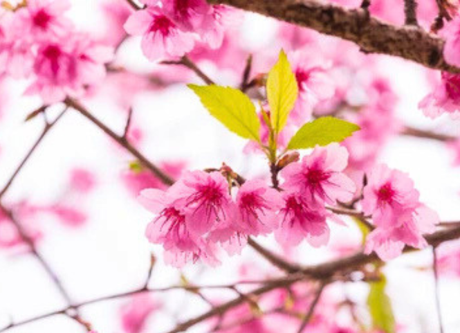 Mê mẩn trước vẻ đẹp rực rỡ của hoa mai anh đào Tây Nguyên 3