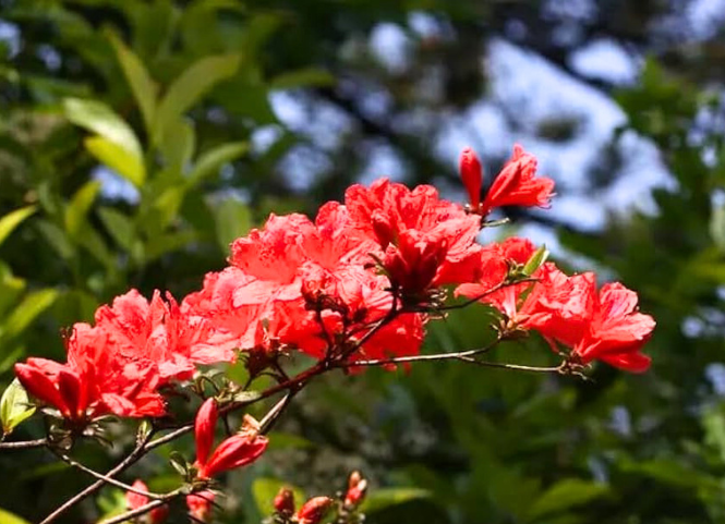 Mùa hoa đỗ quyên rực rỡ Sapa 2