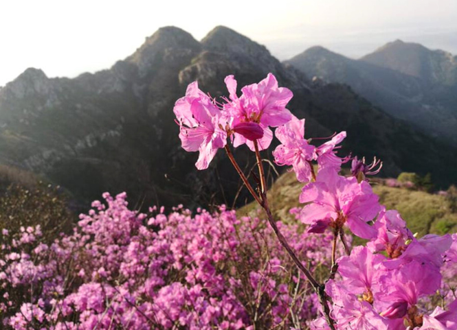 Mùa hoa đỗ quyên rực rỡ Sapa 3