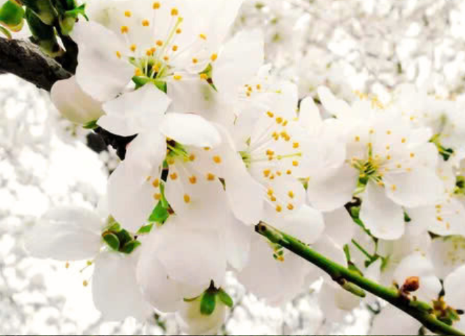 Mùa hoa mận Mộc Châu - Sơn La 2