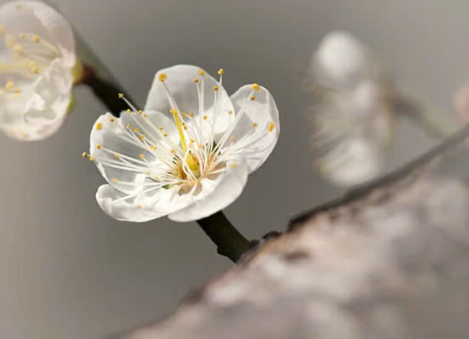 Mùa hoa mận Mộc Châu - Sơn La 3
