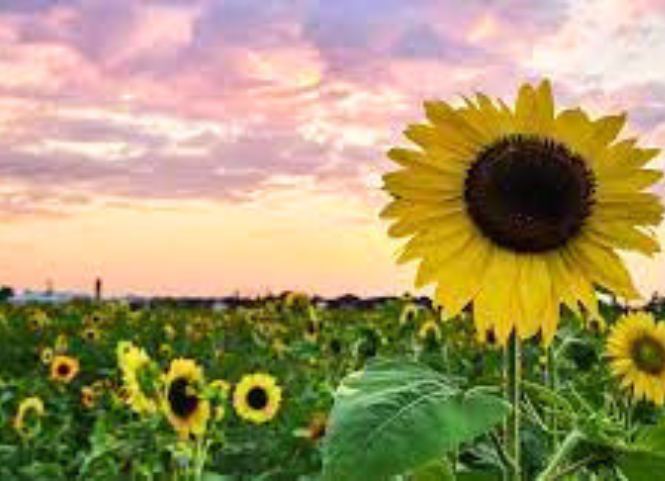 Nghệ An rực rỡ mùa hoa hướng dương 2