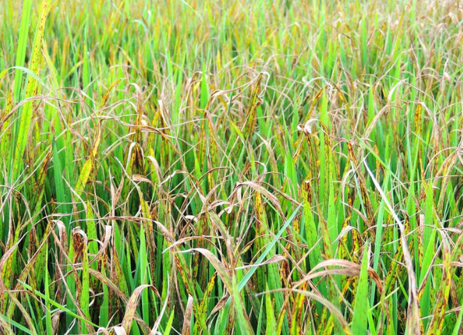 Phòng bệnh đạo ôn cổ bông trong thời tiết nắng gắt 2