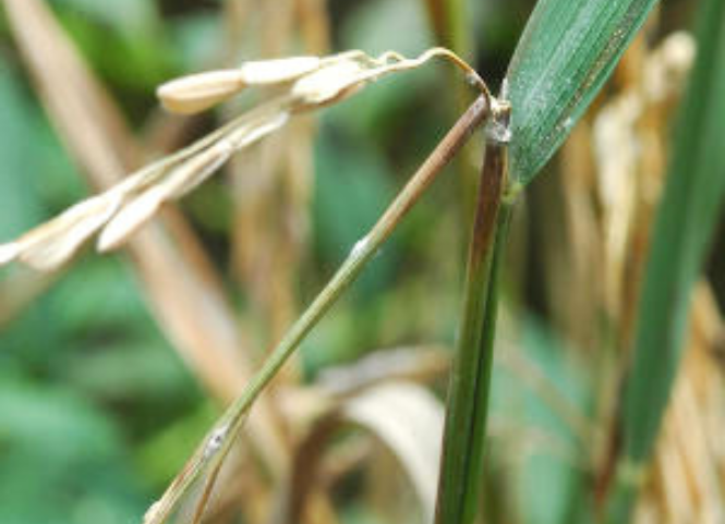 Phòng bệnh đạo ôn cổ bông trong thời tiết nắng gắt 3