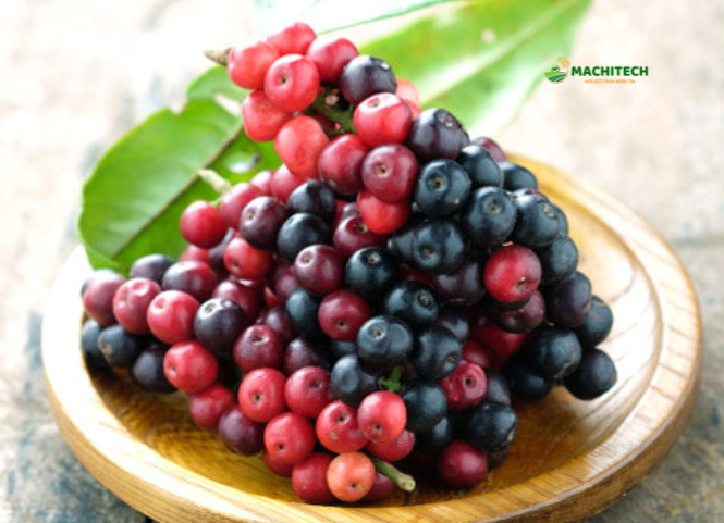 Quả chòi mòi đặc sản Tây Nguyên 2