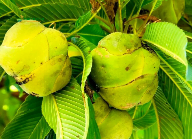 Quả sổ Tây Bắc đặc sản núi rừng 3