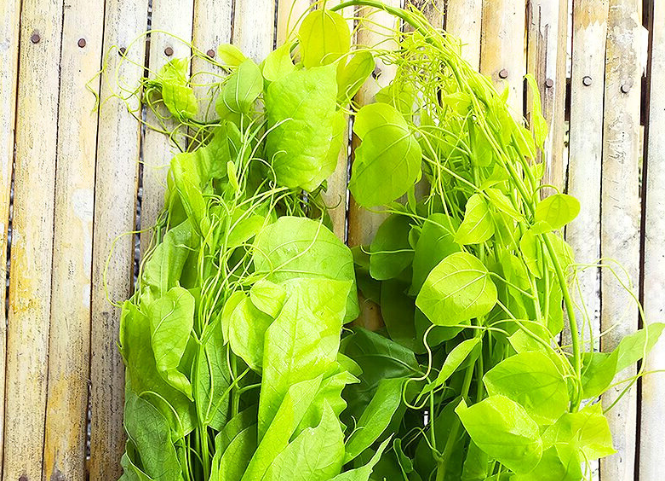 Rau bò khai đặc sản núi rừng Bắc Kạn 2