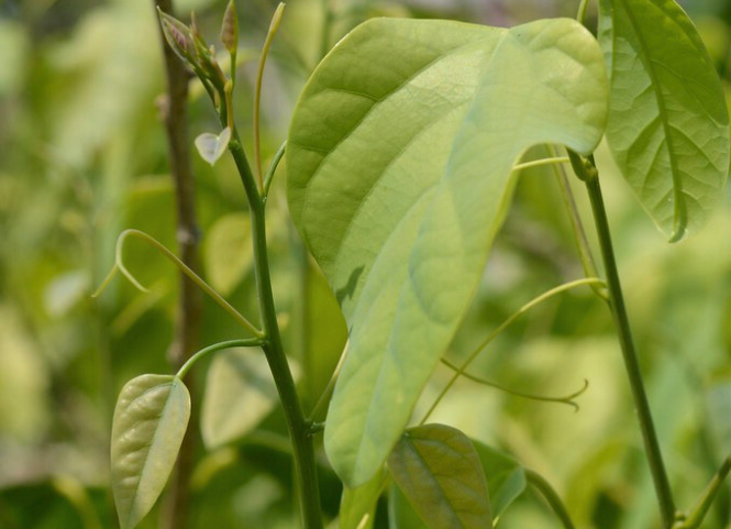 Rau bò khai đặc sản núi rừng Bắc Kạn 3