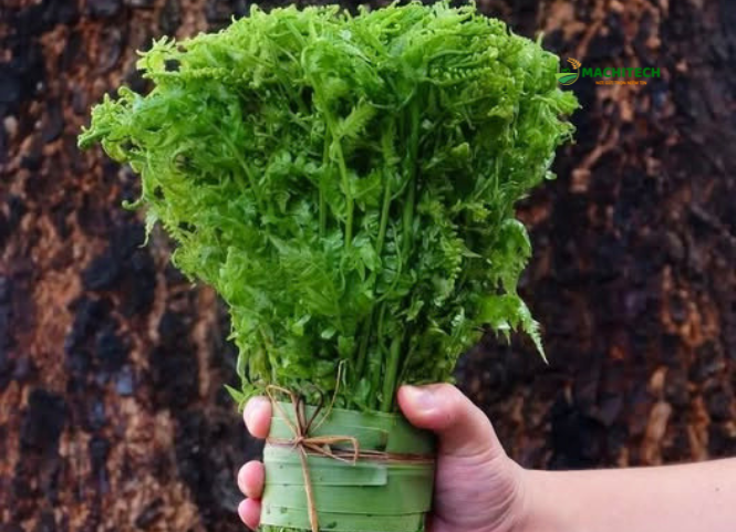 Rau dớn đặc sản Tây Bắc 2