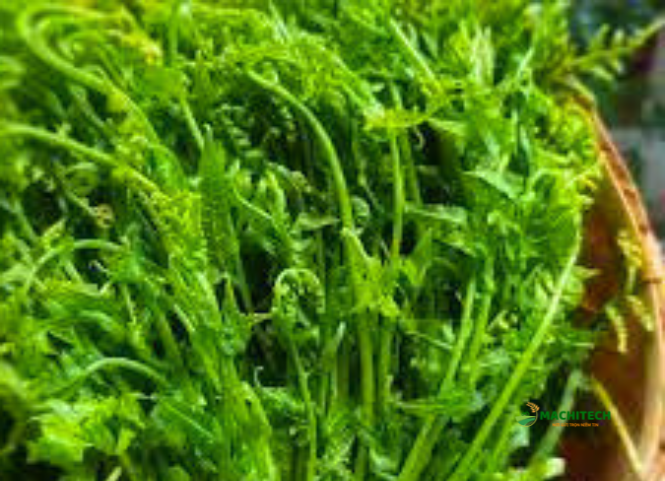 Rau dớn đặc sản Tây Bắc 3