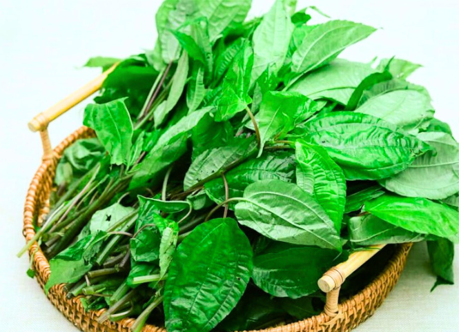 Rau Pạ Phì là gì mà khiến du khách mê mẩn khi đến Tây Bắc 2