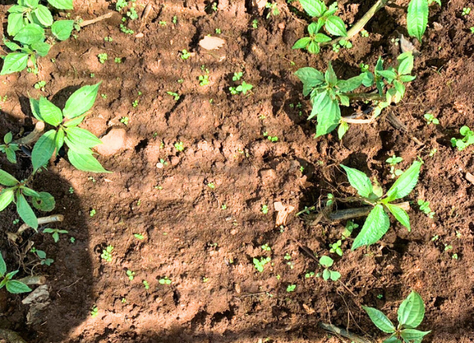 Rau Pạ Phì là gì mà khiến du khách mê mẩn khi đến Tây Bắc 3