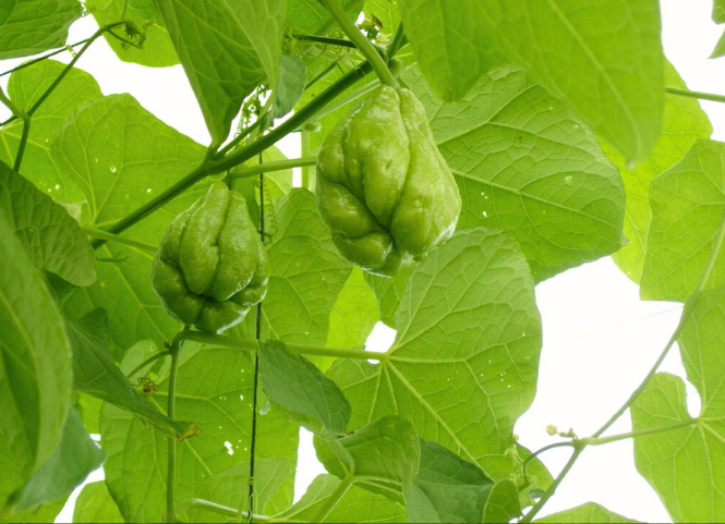 Rau su su đặc sản Tam Đảo - Vĩnh Phúc 2