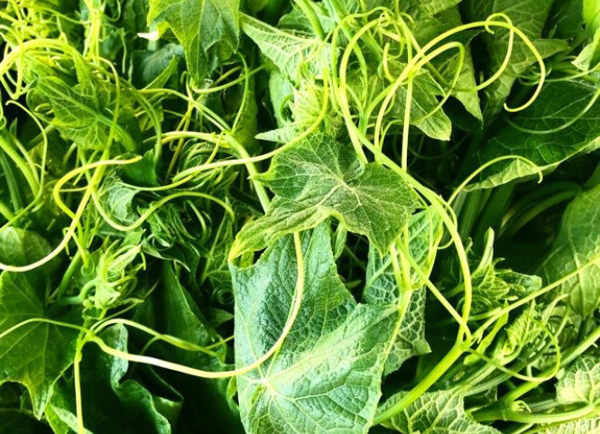 Rau su su đặc sản Tam Đảo - Vĩnh Phúc 3