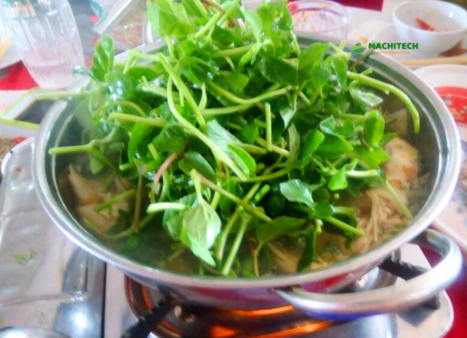 Rau lỗ bình đặc sản núi rừng Tây Nguyên 2