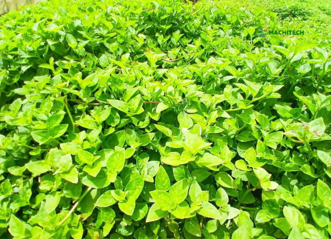 Rau lỗ bình đặc sản núi rừng Tây Nguyên 3