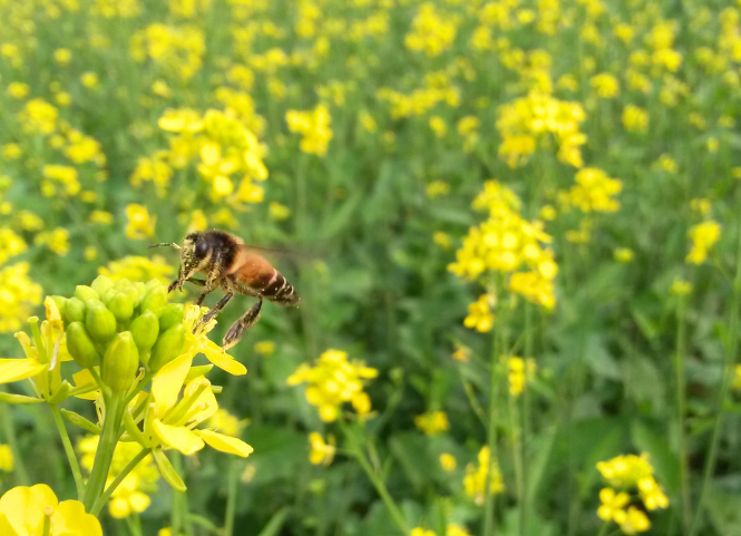 Rực rỡ hoa cải vàng Hà Giang 2