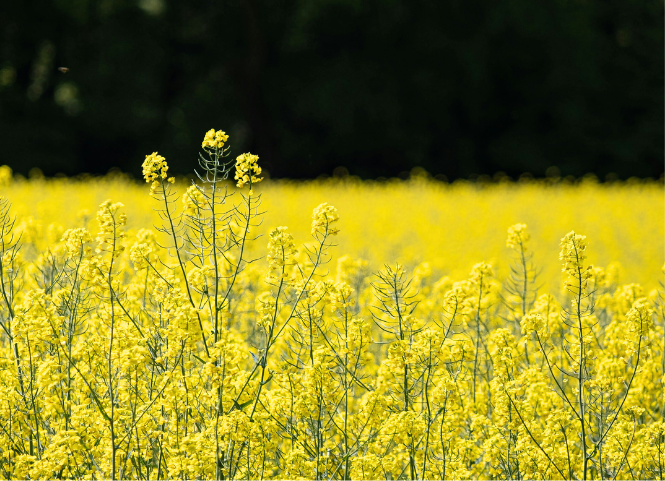 Rực rỡ hoa cải vàng Hà Giang 3