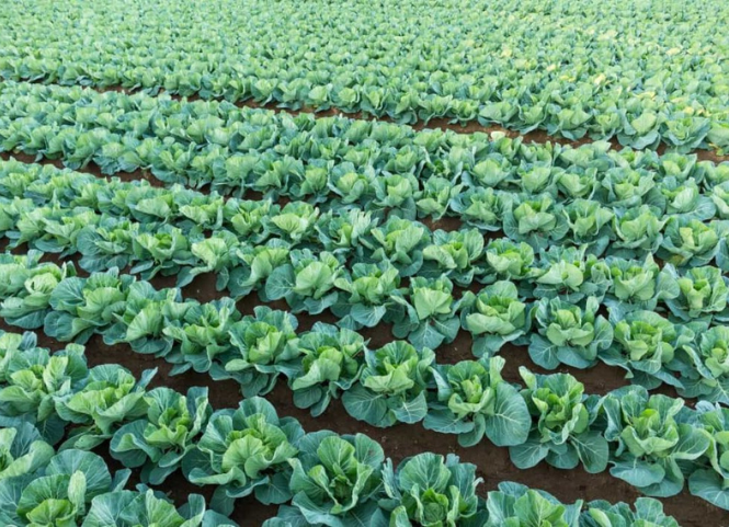 Sự thật về vựa rau củ lớn nhất Tây Nguyên ít ai biết 2