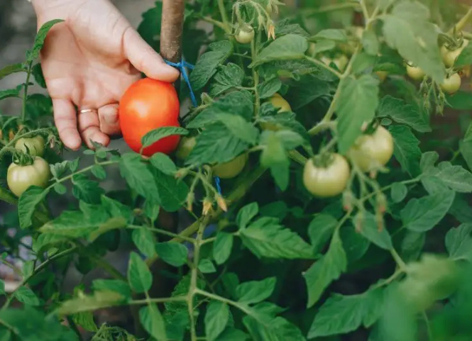 Sự thật về vựa rau củ lớn nhất Tây Nguyên ít ai biết 3