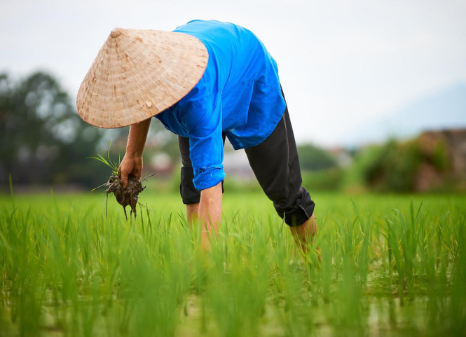 Tại sao phải làm cỏ sục bùn khi trồng lúa? 3