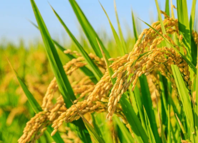 Tại sao phải làm cỏ sục bùn khi trồng lúa? 2