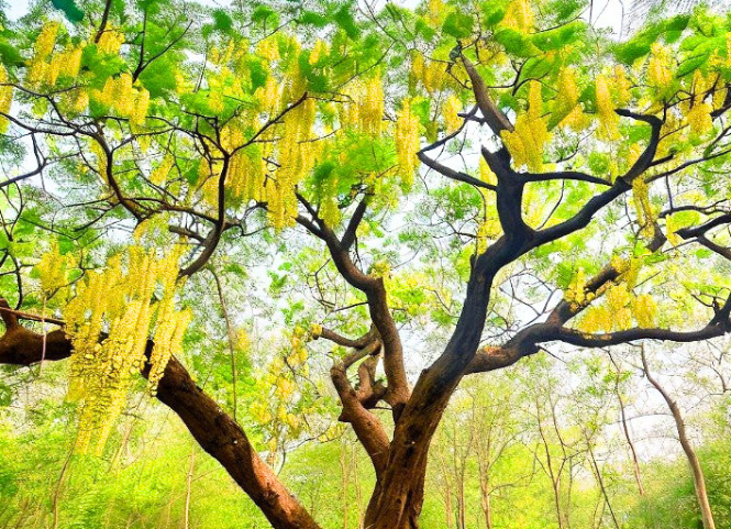 Tây Nguyên mùa hoa muồng vàng 2