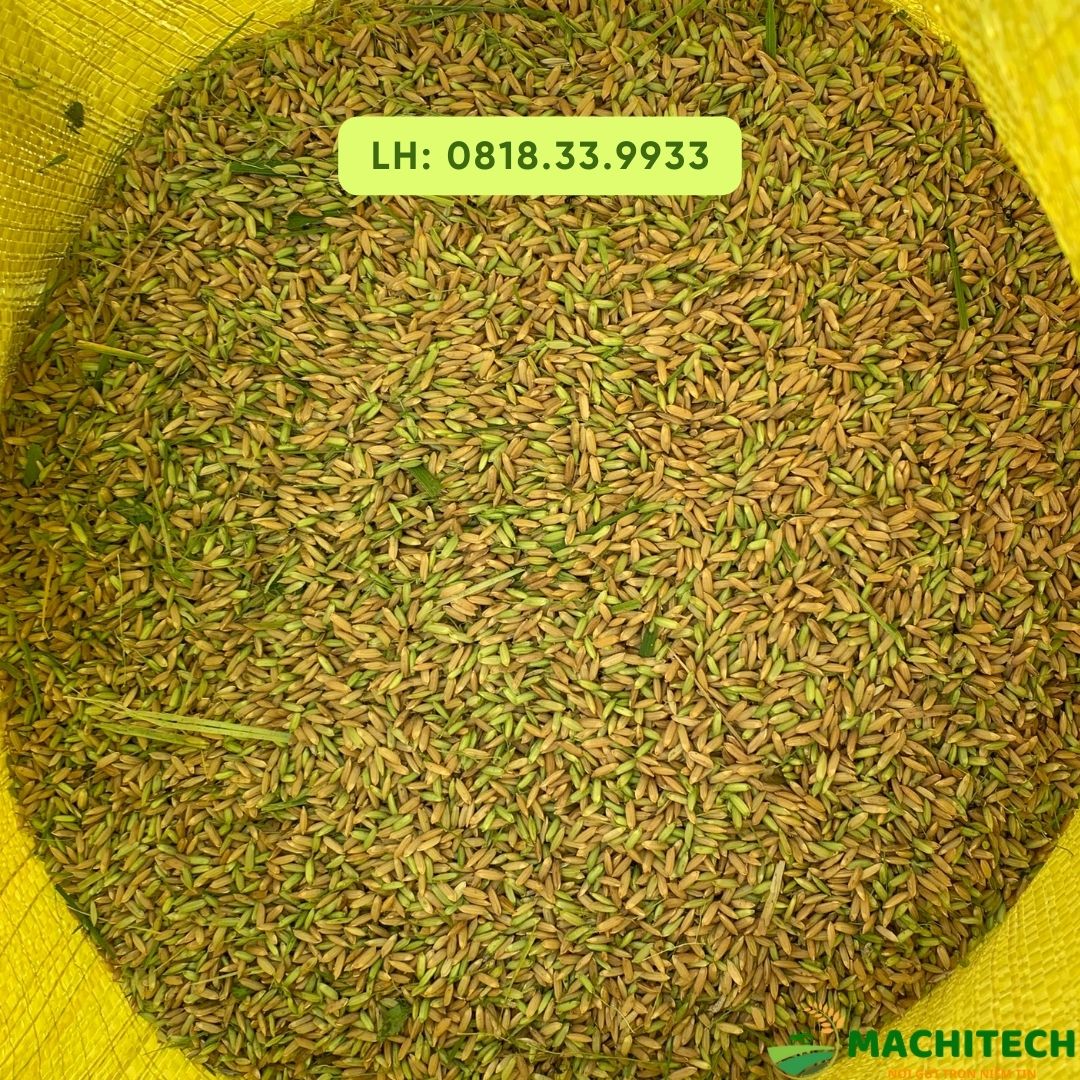 Tỷ lệ hao hụt thóc của máy gặt lúa mini