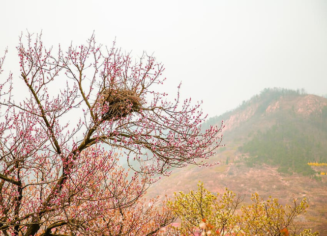 Vẻ đẹp của hoa đào rừng Tây Bắc mỗi độ xuân về  2