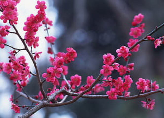 Vẻ đẹp của hoa đào rừng Tây Bắc mỗi độ xuân về 3