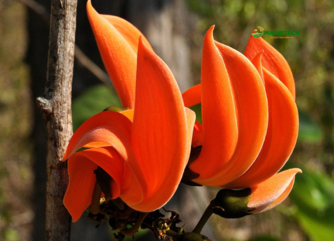 Vẻ đẹp độc lạ của hoa Mlah giữa đại ngàn Tây Nguyên 2