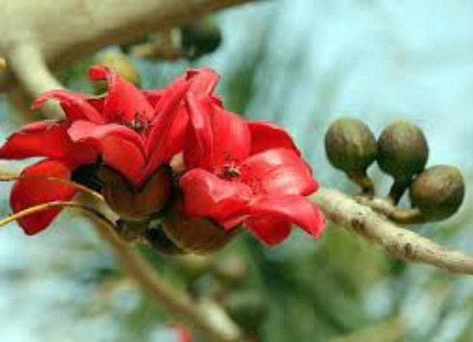 Về Tây Nguyên ngắm hoa Pơ Lang 2