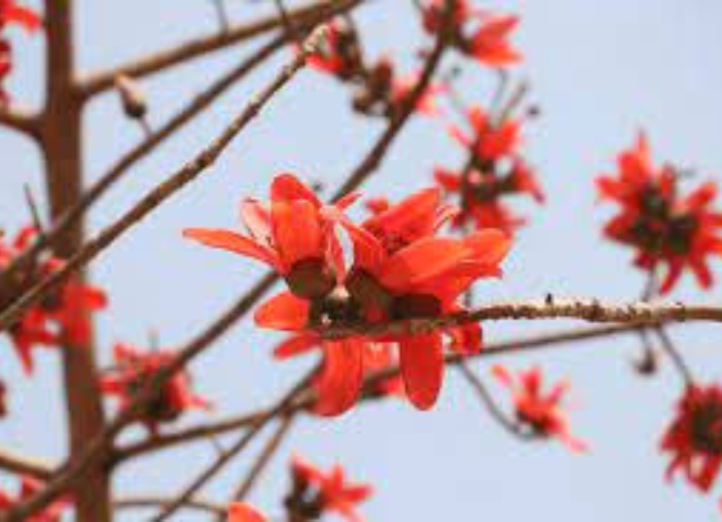 Về Tây Nguyên ngắm hoa Pơ Lang 3