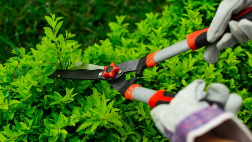 dich-vu-cham-soc-san-vuon-cham-soc-vuon-hoa-cay-canh