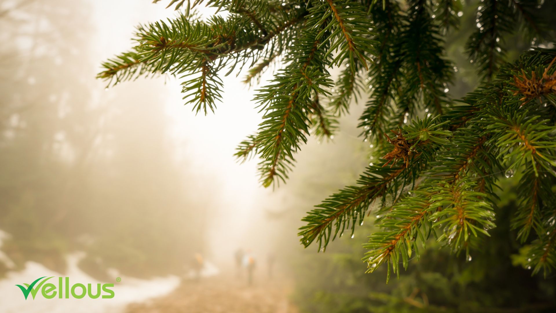 Rừng thông đỏ lớn nhất thế giới tại New Zealand