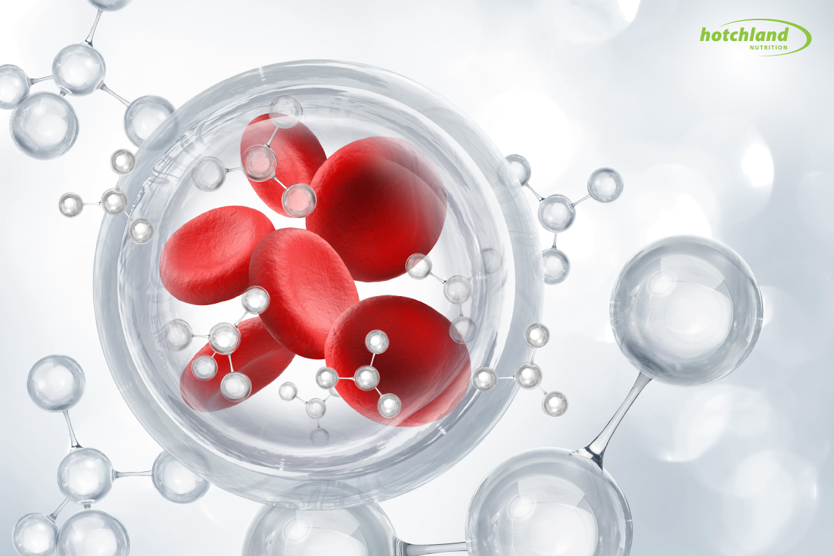 Vai trò của Folate trong tạo máu