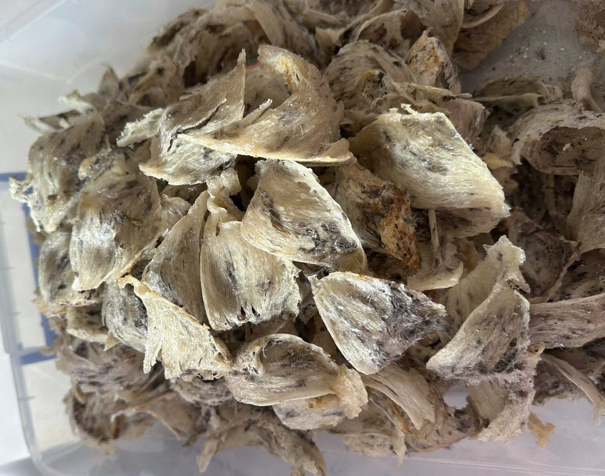 Tổ yến bị nhiễm vàng