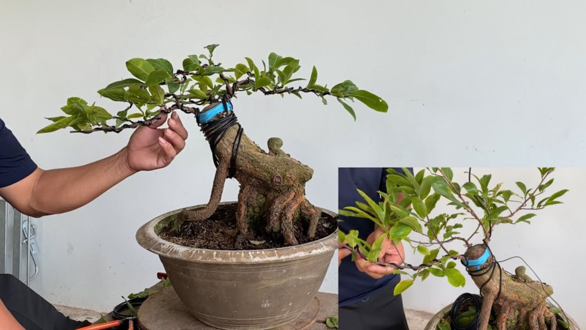 thay vì lên mạng “chém gió” hay cày phim đến khuya, anh Tú lại dành 15 phút để uốn cây, quan sát từng đường cong mình tạo ra