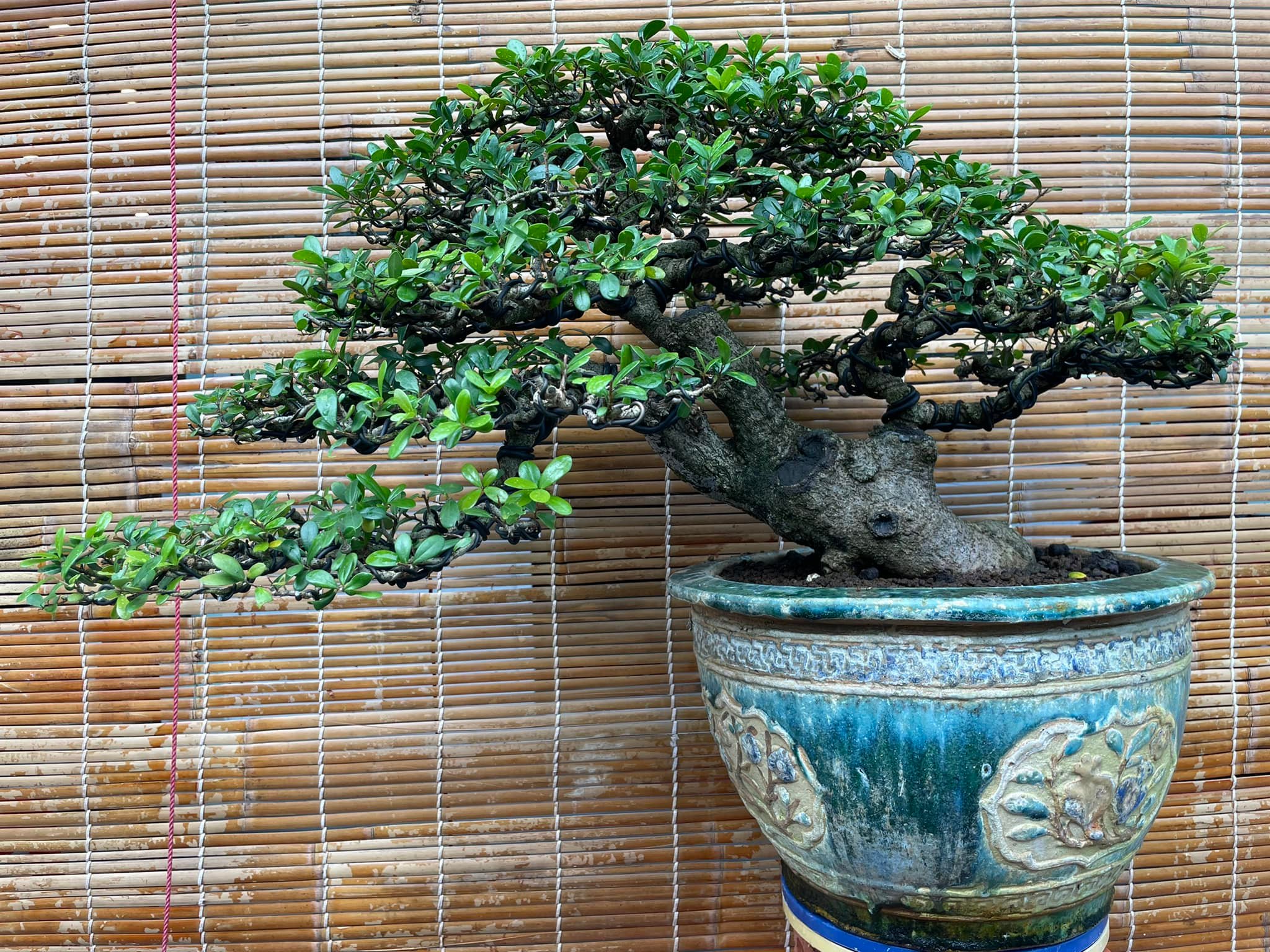 Dáng xiên: Cành cây nghiêng, tạo cảm giác động và hướng về phía trước.